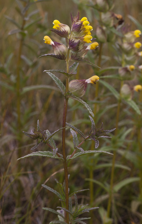 Изображение особи Rhinanthus minor.