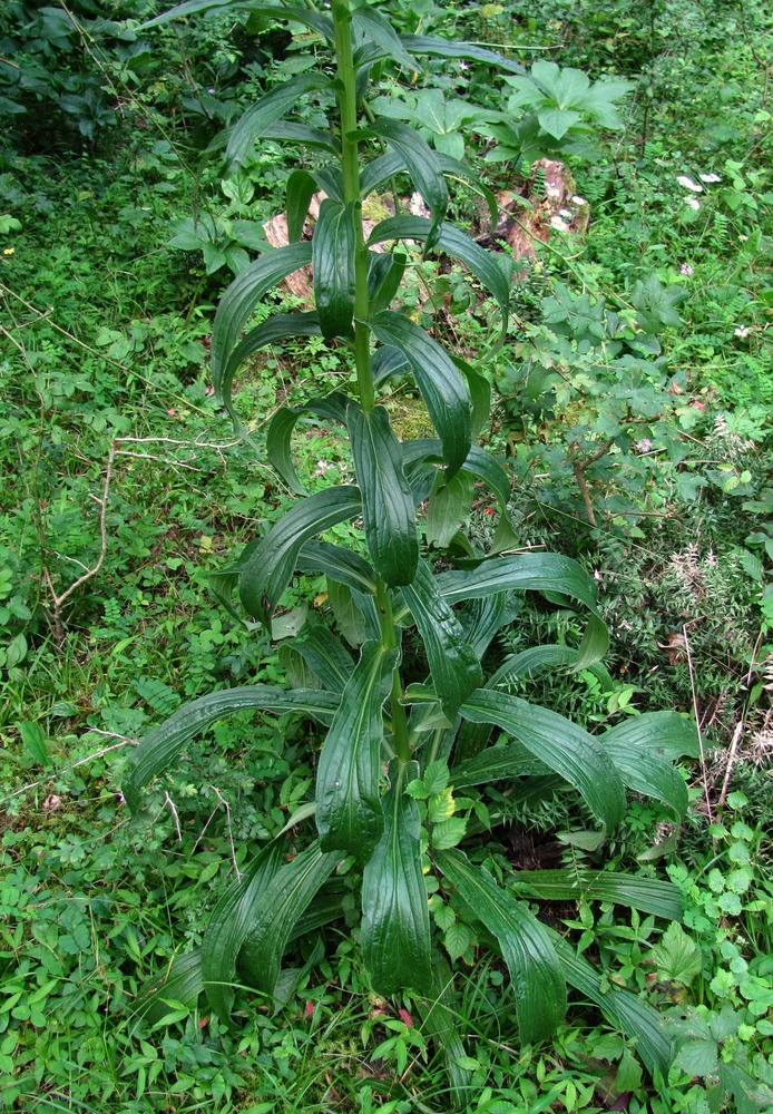 Изображение особи Digitalis schischkinii.