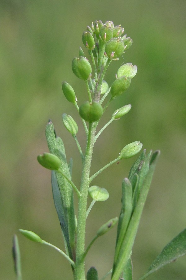 Изображение особи Lepidium ruderale.