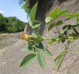 Rosa corymbifera