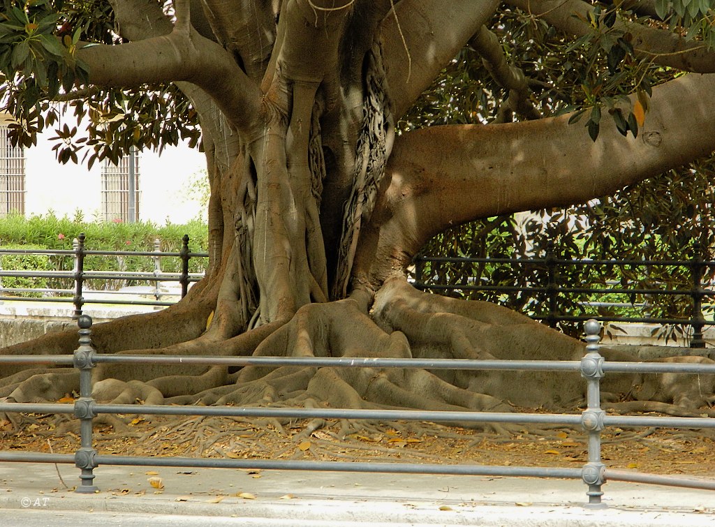 Изображение особи Ficus macrophylla.