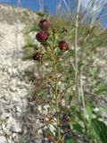 Scrophularia cretacea