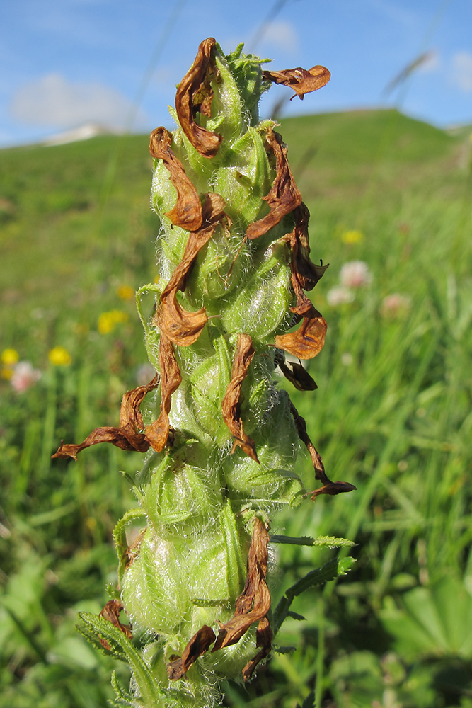 Изображение особи Pedicularis sibthorpii.