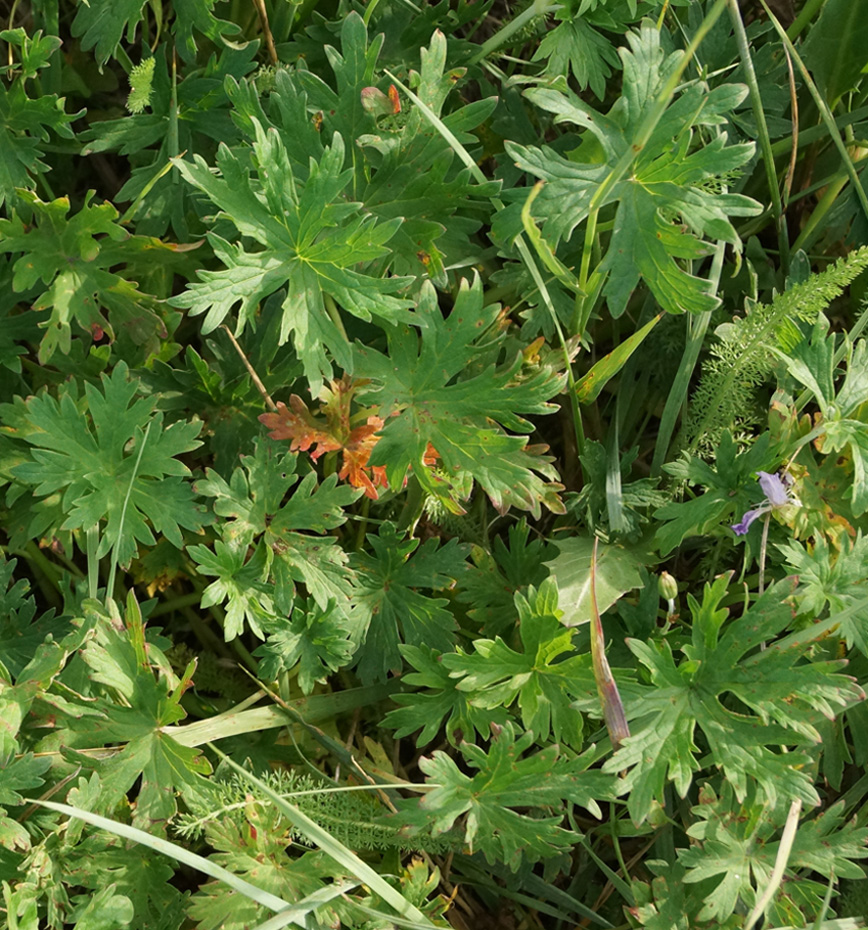 Image of Geranium collinum specimen.