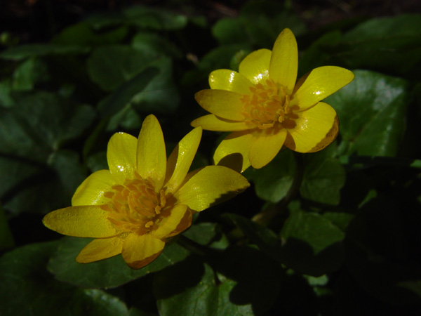 Image of Ficaria verna specimen.