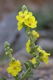 Verbascum songaricum. Верхняя часть соцветия с цветками и бутонами. Южный Казахстан, горы Алатау (Даубаба), Скалистое ущелье. 27.06.2014.