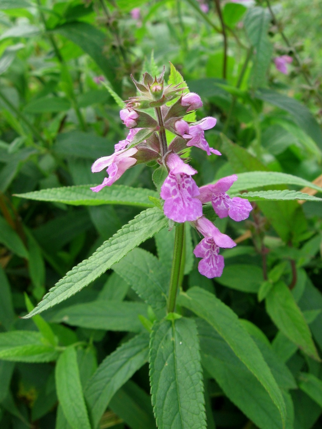 Изображение особи Stachys palustris.