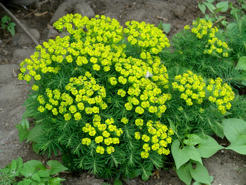 Image of Euphorbia cyparissias specimen.