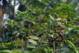 Psidium guajava. Ветви с незрелыми плодами. Андаманские острова, остров Северный Андаман, окр. г. Диглипур, в культуре. 08.01.2015.