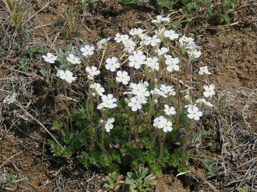 Image of Androsace incana specimen.