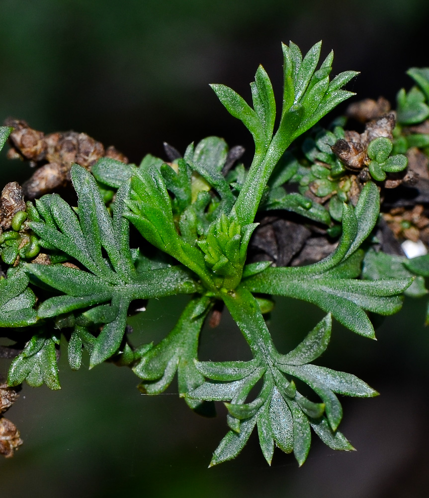 Изображение особи Artemisia monosperma.