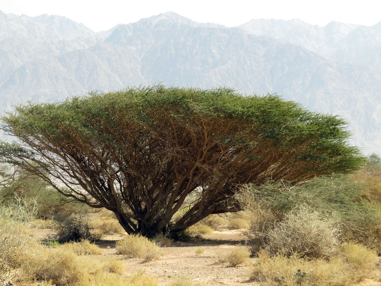 Изображение особи Vachellia tortilis.