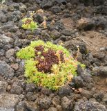 Saxifraga terektensis