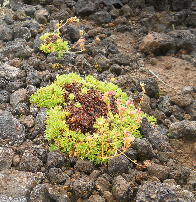 Image of Saxifraga terektensis specimen.