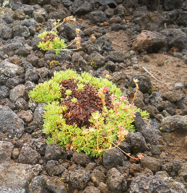 Изображение особи Saxifraga terektensis.