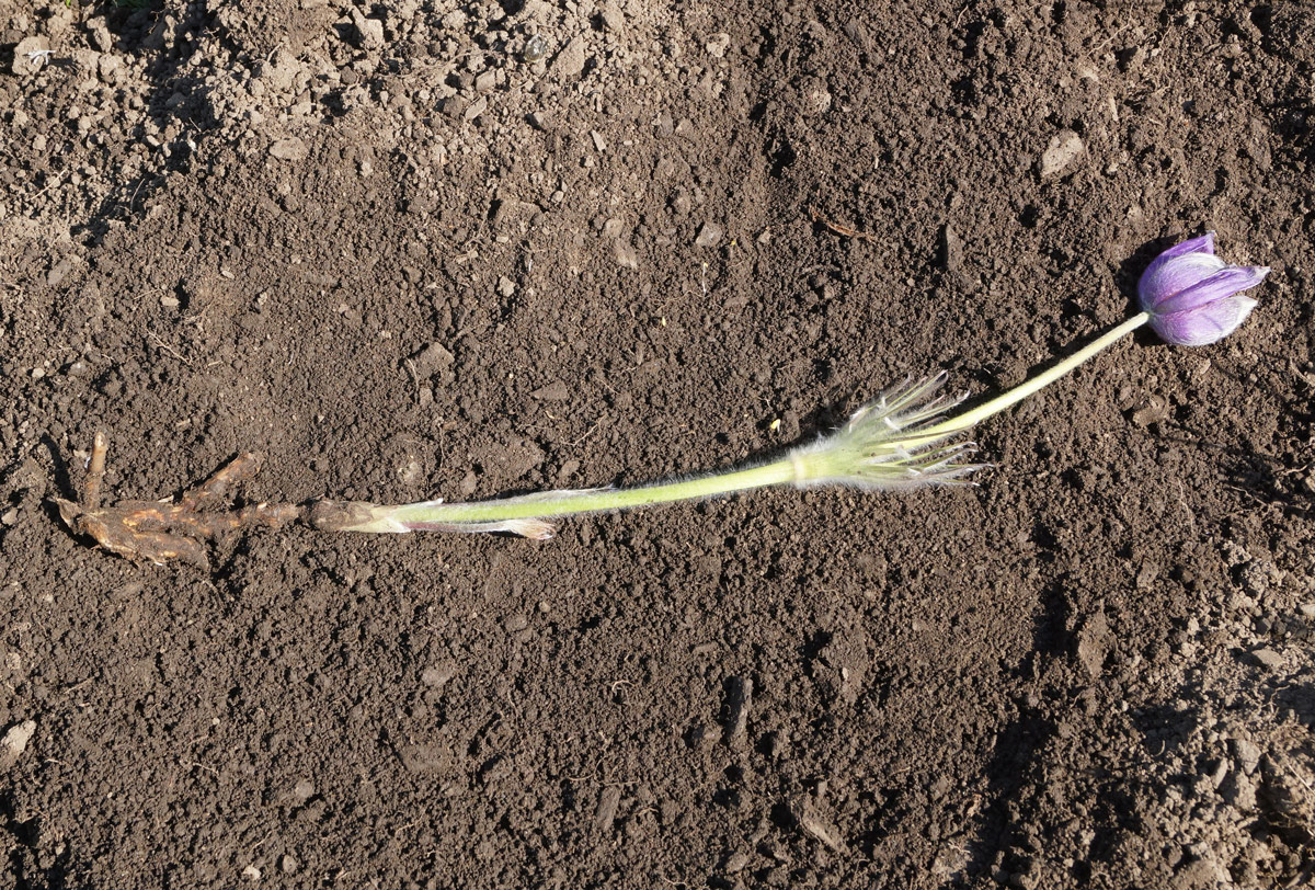 Изображение особи Pulsatilla multifida.