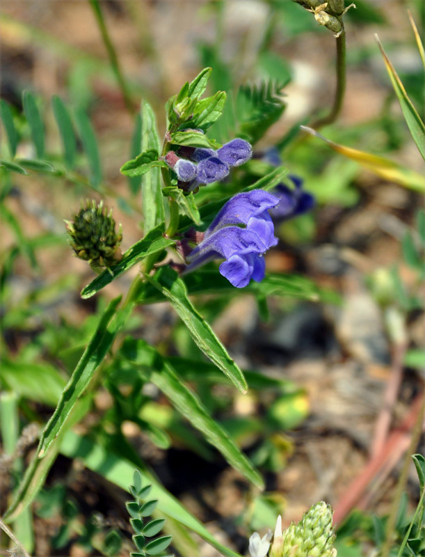 Image of Scutellaria scordiifolia specimen.