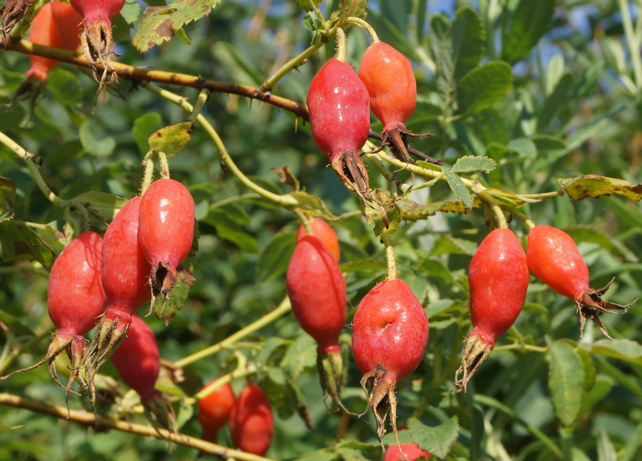 Изображение особи Rosa acicularis.