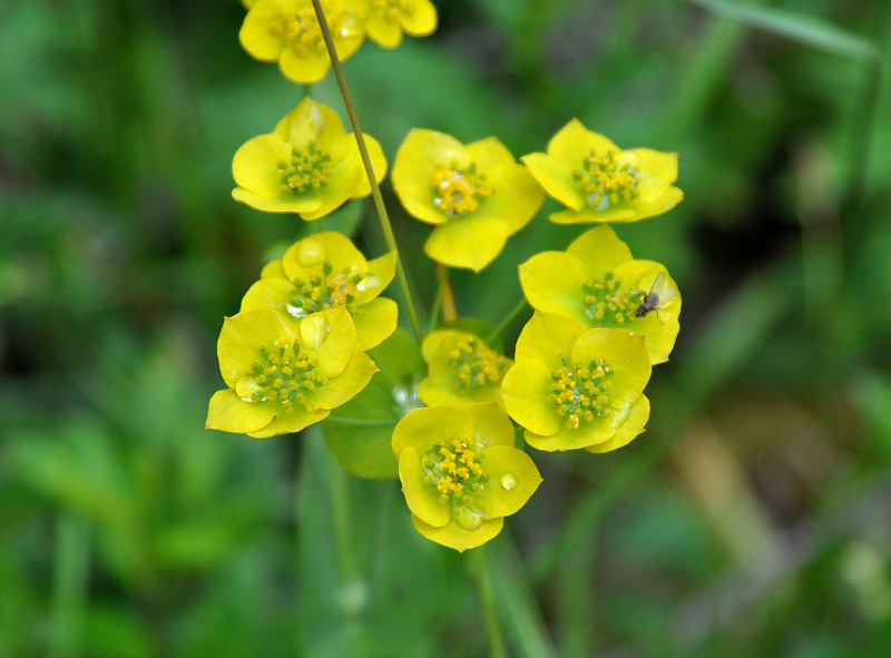 Image of Bupleurum longifolium ssp. aureum specimen.