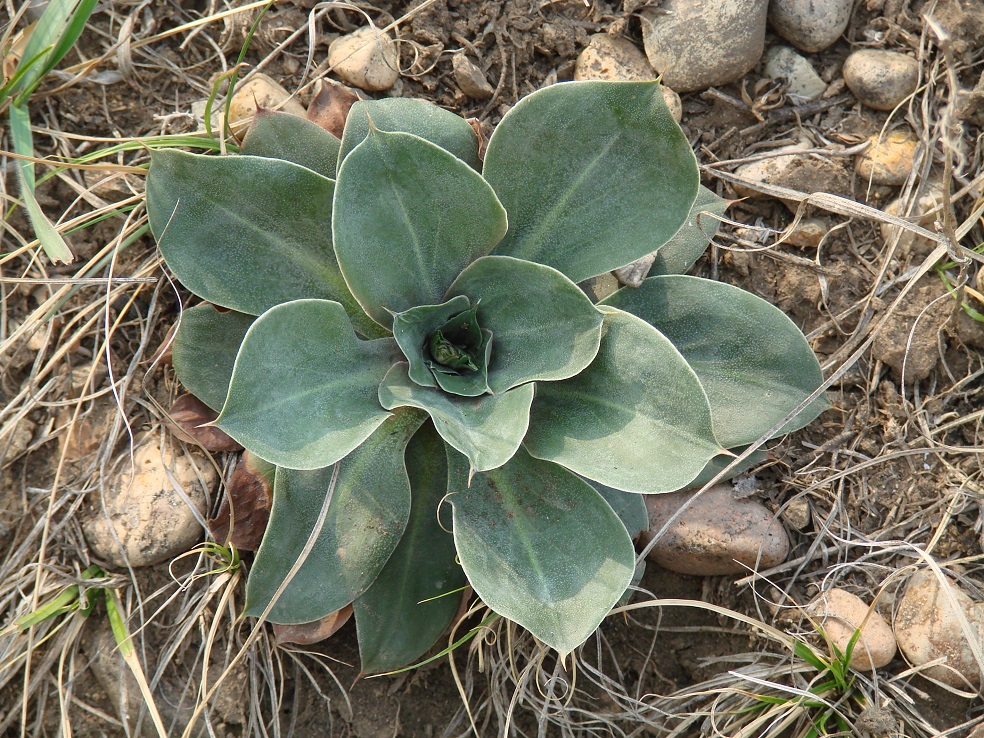 Изображение особи Goniolimon speciosum.