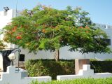 Delonix regia