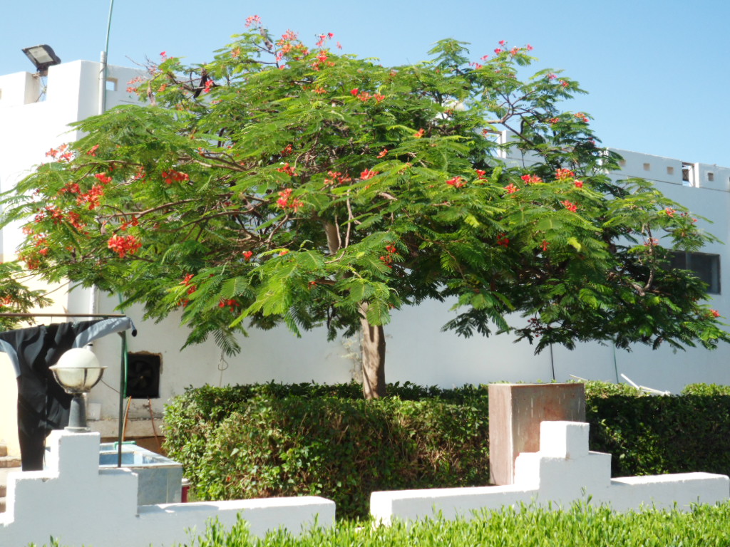 Image of Delonix regia specimen.