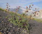 Scrophularia ruprechtii