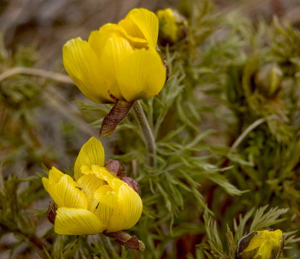 Image of Adonis volgensis specimen.