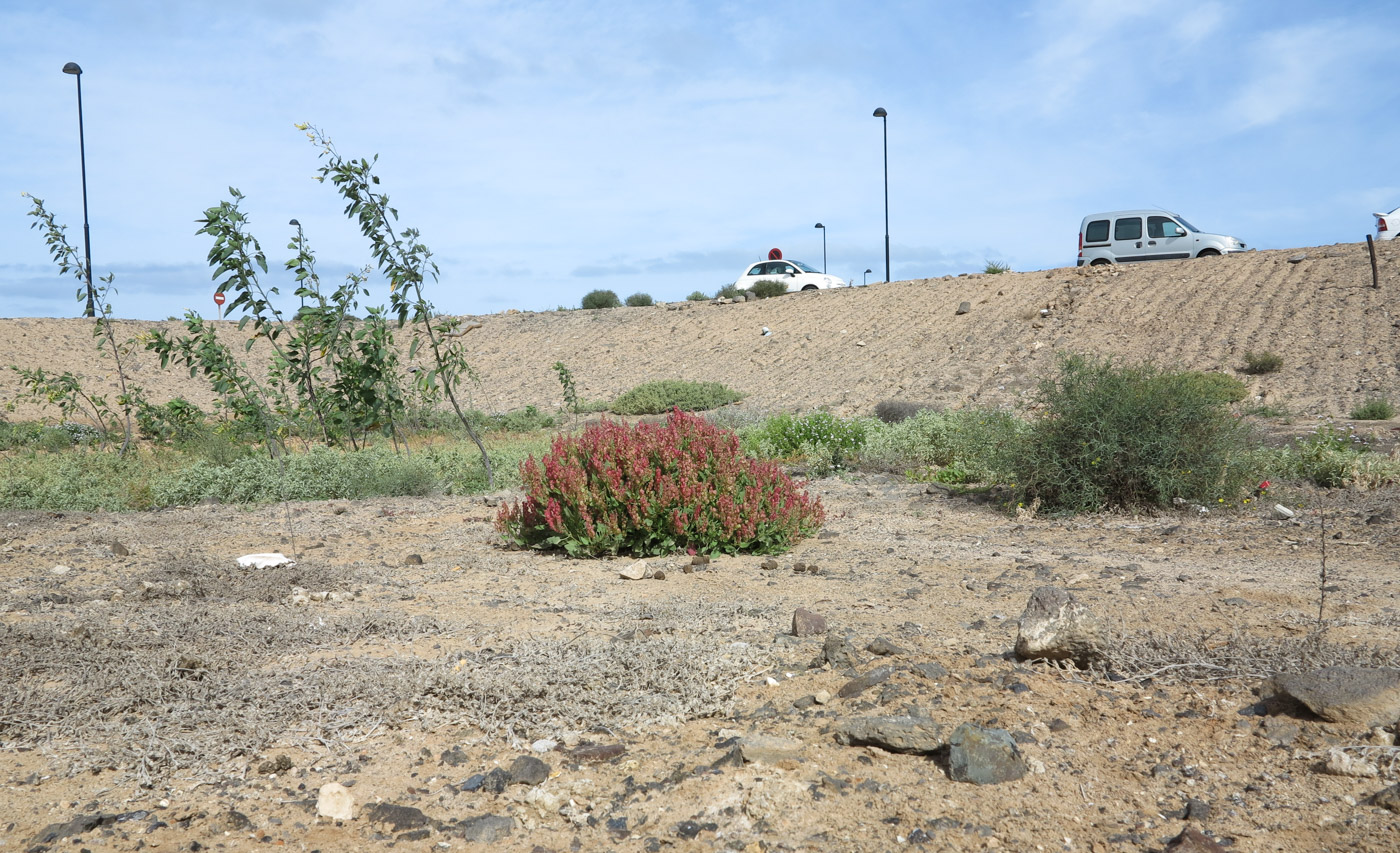 Image of Rumex vesicarius specimen.