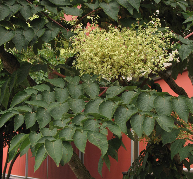 Image of Aralia elata specimen.