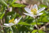Anemone nemorosa