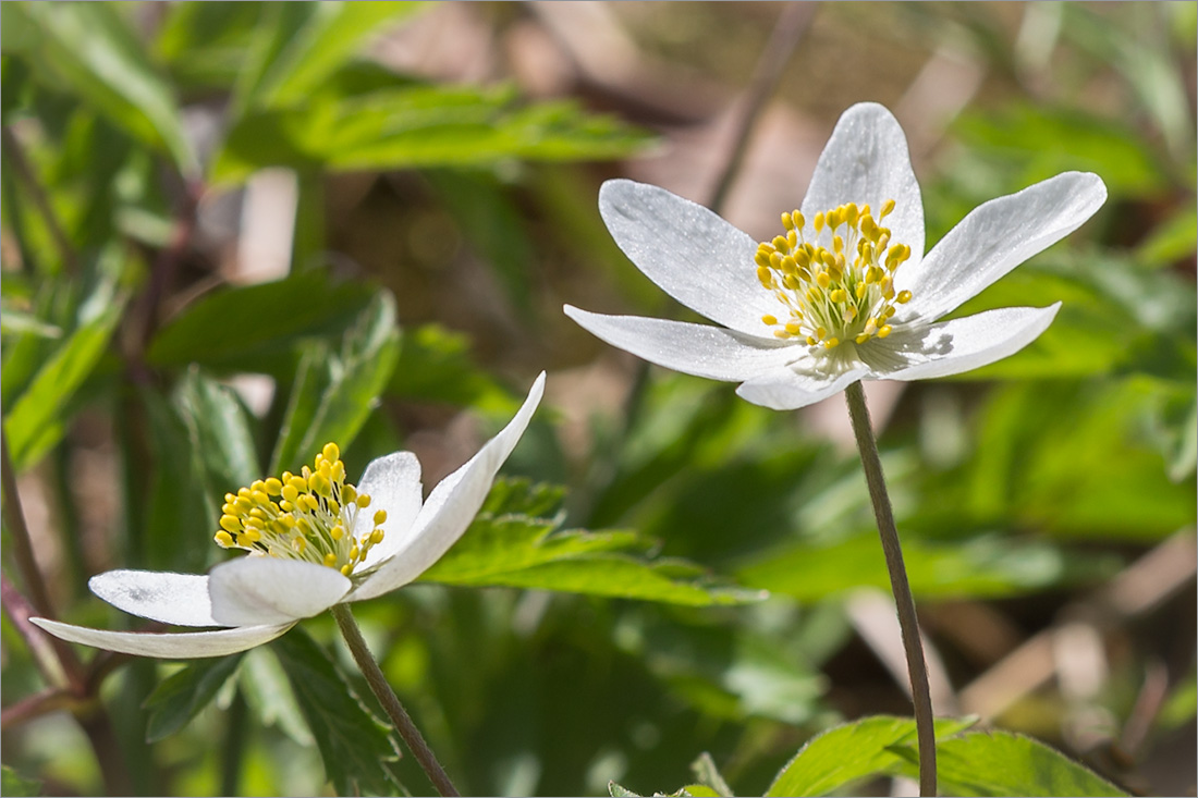 Изображение особи Anemone nemorosa.