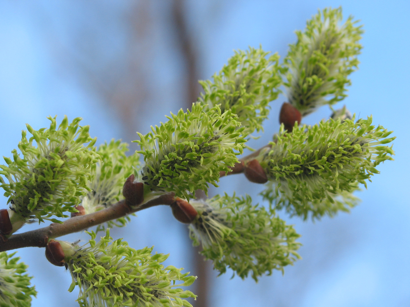 Image of Salix cinerea specimen.