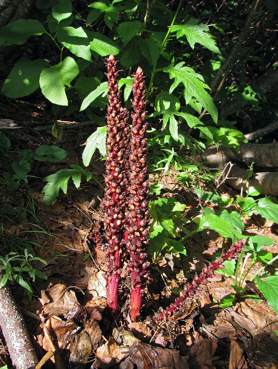 Image of Boschniakia rossica specimen.