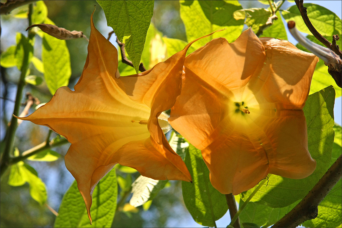 Image of Brugmansia aurea specimen.