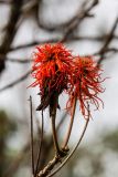 Erythrina abyssinica