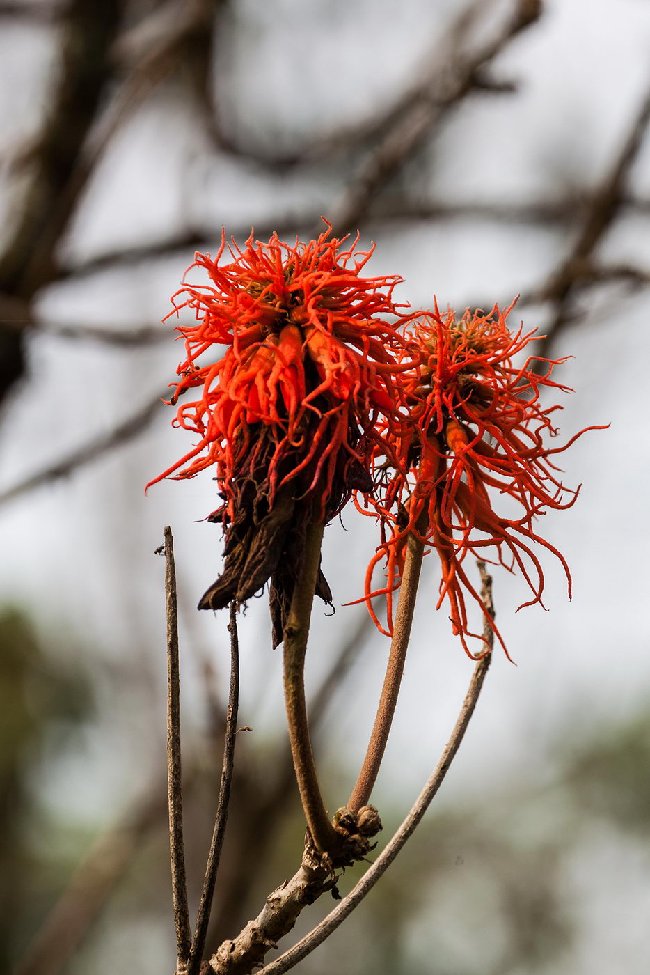 Image of Erythrina abyssinica specimen.