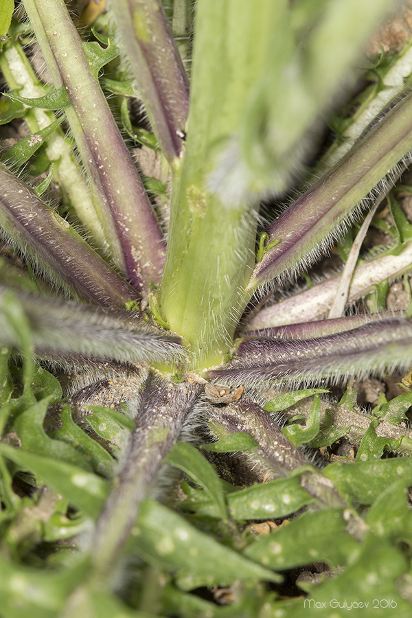 Image of genus Sisymbrium specimen.