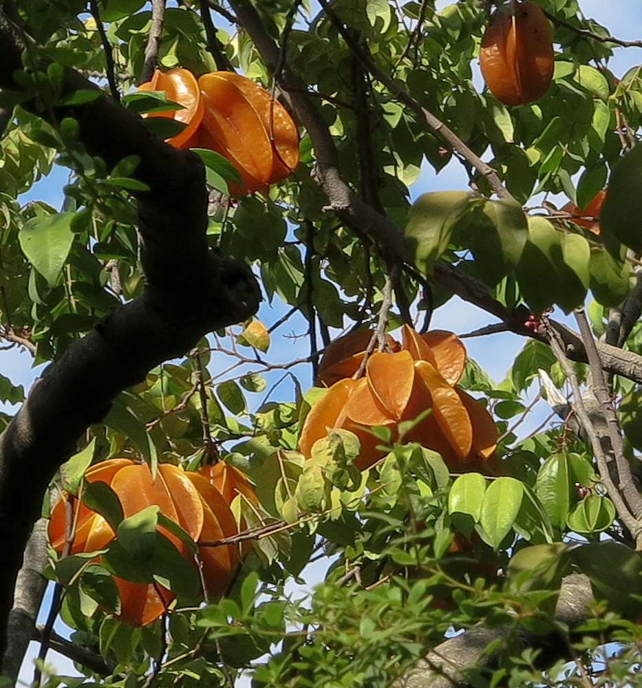 Image of Averrhoa carambola specimen.