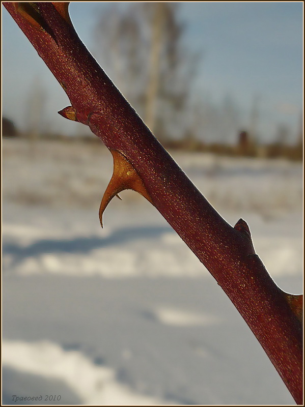 Image of Rosa dumalis specimen.