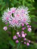 Thalictrum aquilegiifolium