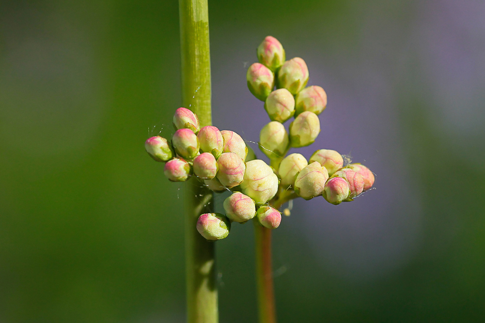 Image of Filipendula vulgaris specimen.