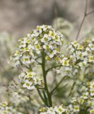 Crambe tataria