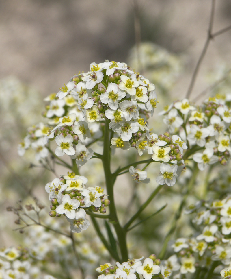 crambe-tataria