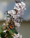 Syringa josikaea