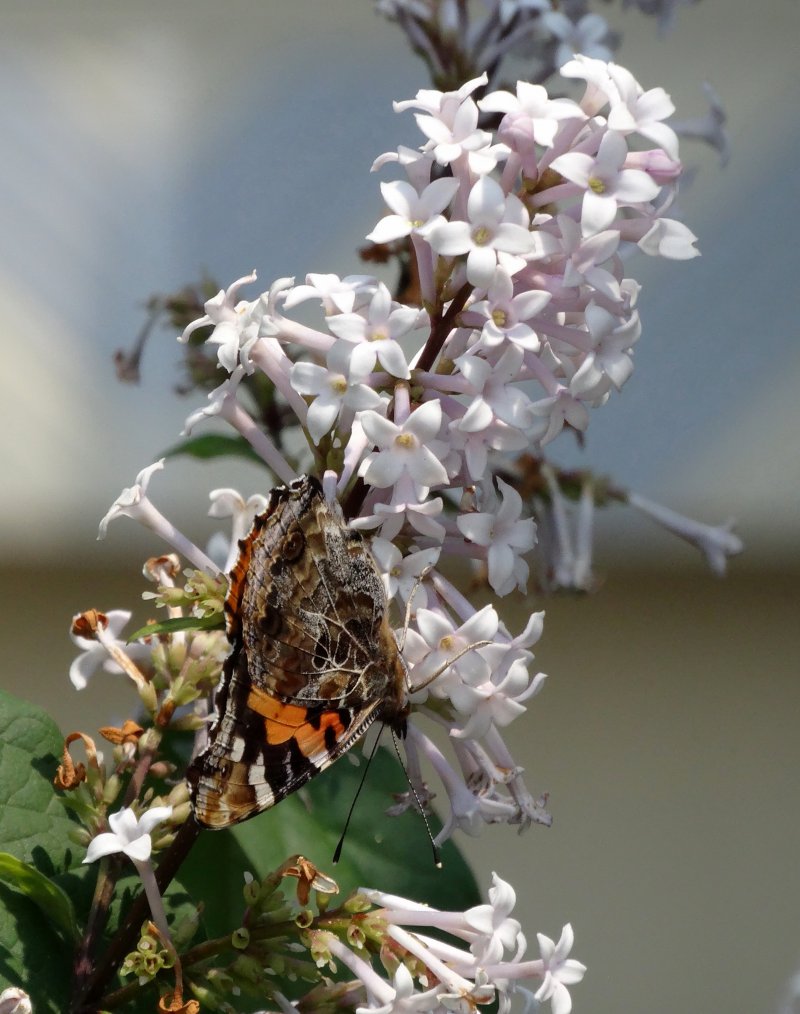 Image of Syringa josikaea specimen.