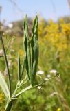 Lathyrus hirsutus. Лист. Республика Адыгея, Майкопский р-н, окр. хутора Дьяков, сырой луг возле пруда. 25.06.2016.