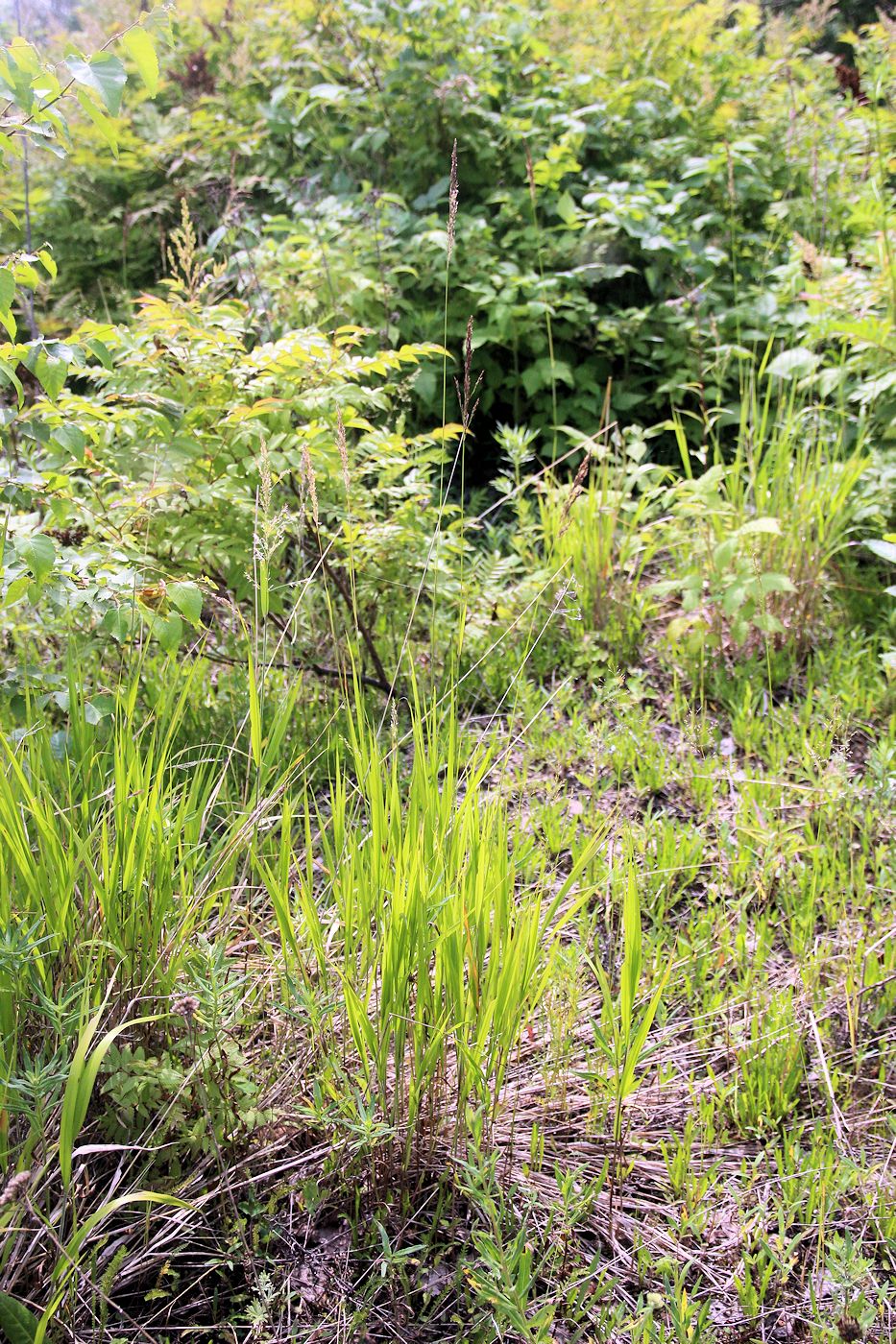 Изображение особи Calamagrostis amurensis.