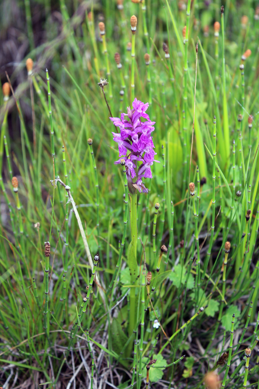 Изображение особи род Dactylorhiza.