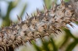 Pachypodium lamerei. Часть ветки. Израиль, Шарон, г. Тель-Авив, ботанический сад \"Сад кактусов\". 27.07.2015.